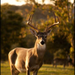 Cerf Majestueux dans sa Forêt Naturelle