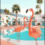 Les flamants roses