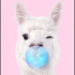 Bubblegum Lama