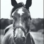 Majestueux cheval noir