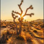 Coucher de soleil sur le Joshua Tree National Park