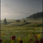 Maisons en colline brumeuse