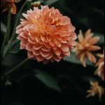 Dahlia Orange-Saumon