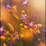 Violettes sous le soleil estival