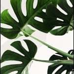 Trois grandes feuilles de Monstera