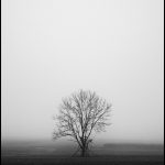 L'Arbre Dépouillé dans l'Étendue Désertique