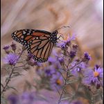 Papillon Monarque