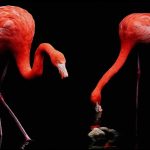 Flamants Nocturnes