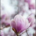 Magnolias en Fleurs